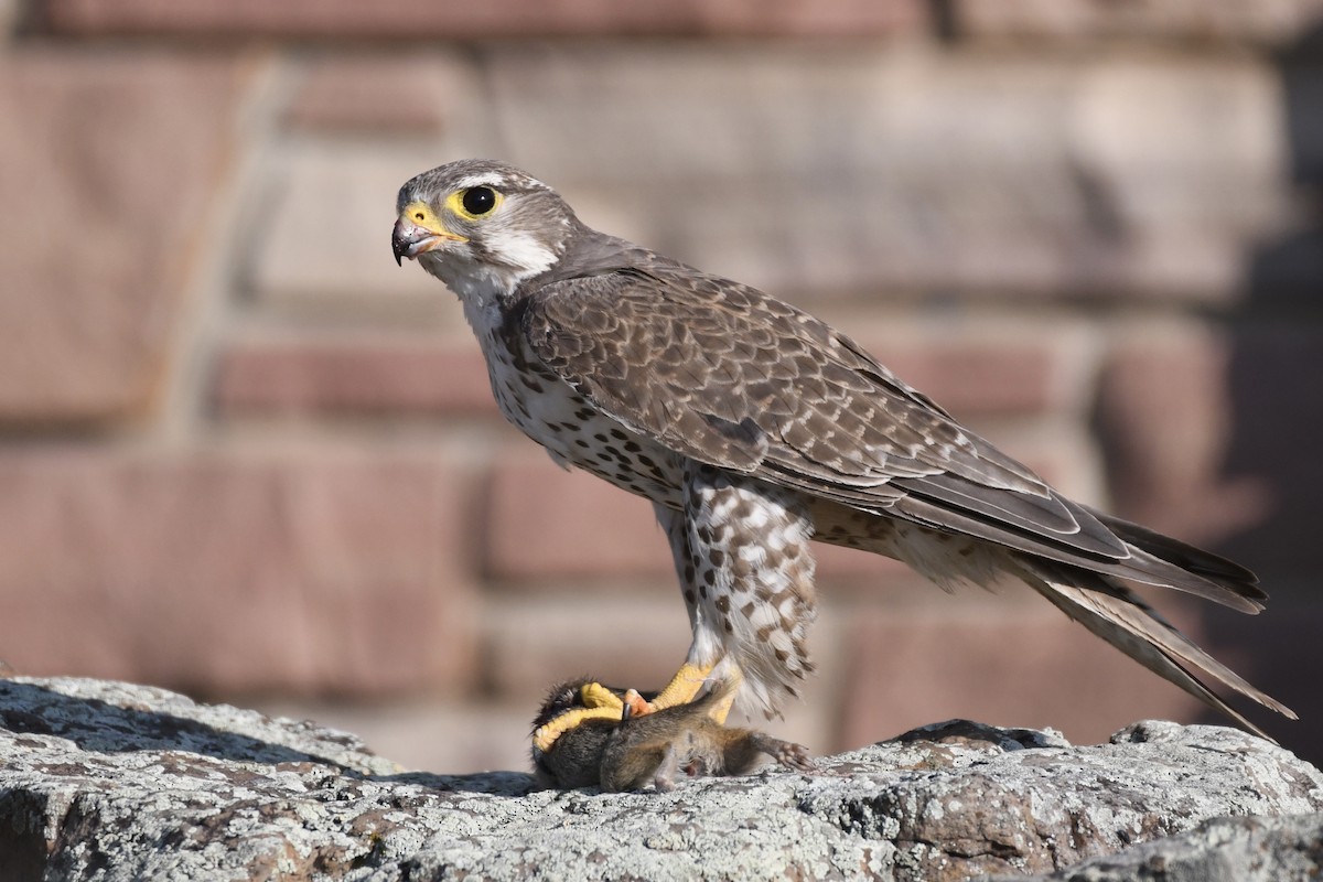 Prairie Falcon - ML359363361