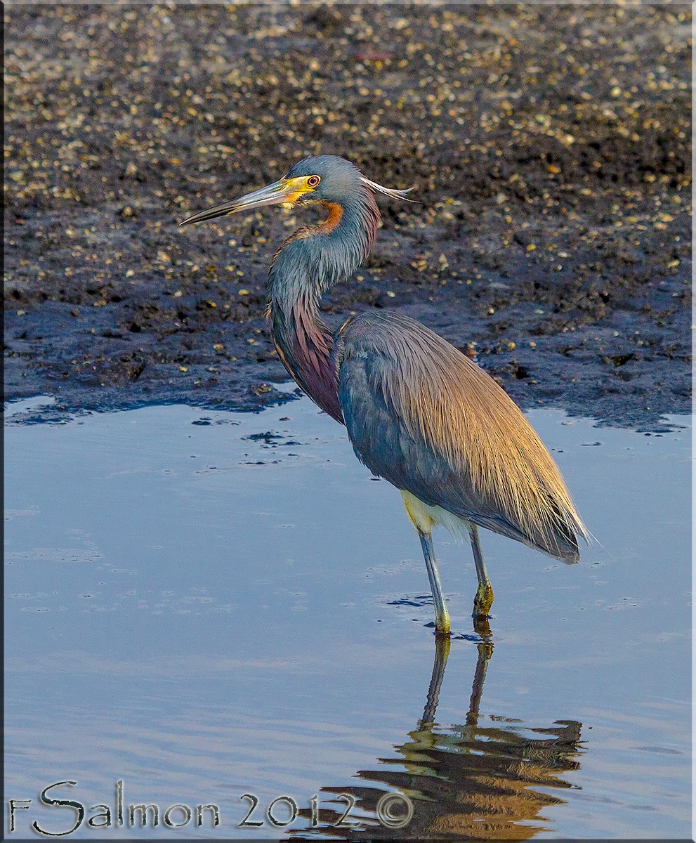 Tricolored Heron - ML35936351