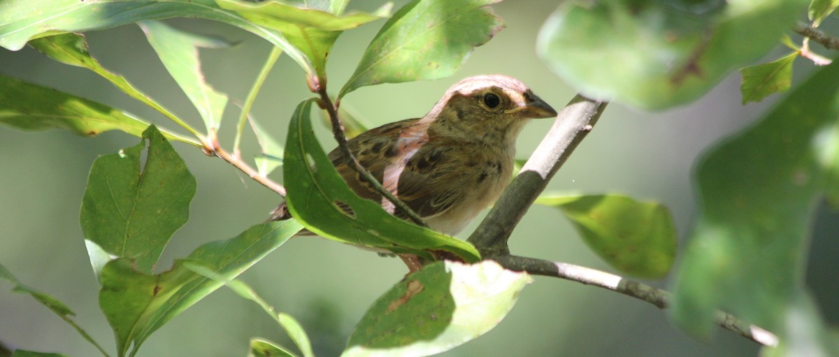Bachman's Sparrow - ML35936451