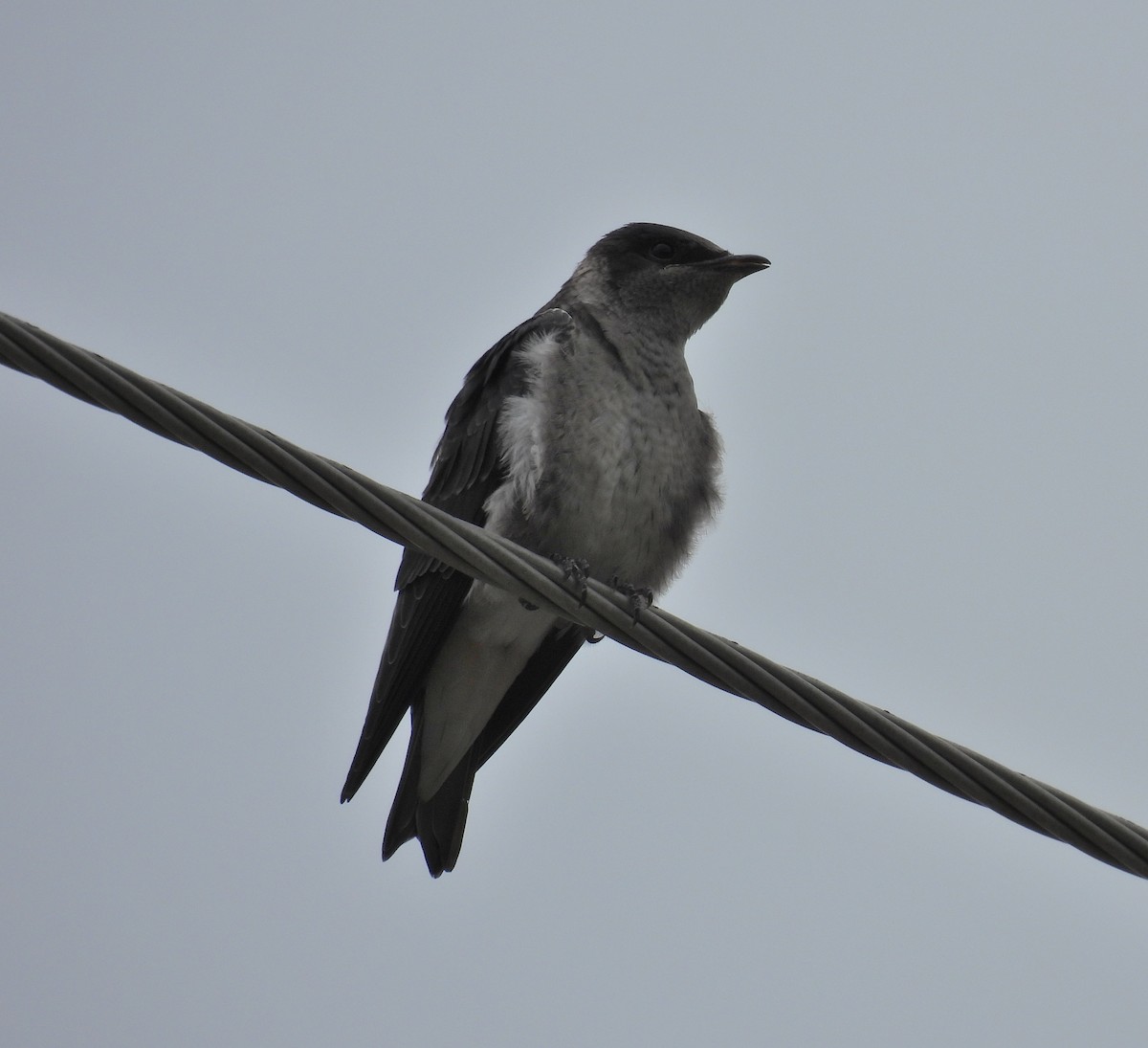 Purple Martin - Jay Solanki