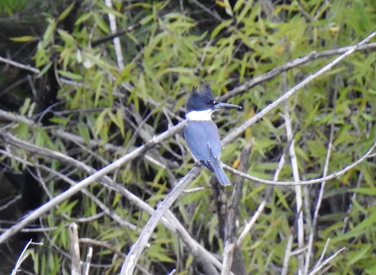 Belted Kingfisher - Sallie Carlock