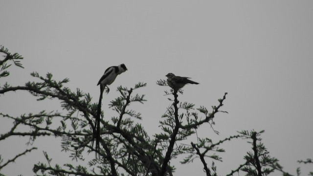 Pin-tailed Whydah - ML359371741