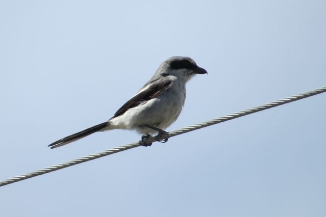 Loggerhead Shrike - ML35937241