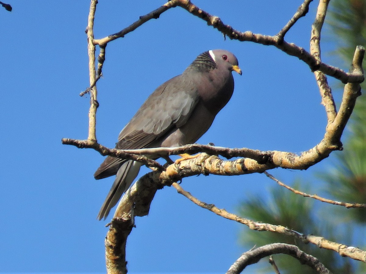 Band-tailed Pigeon - ML359373201