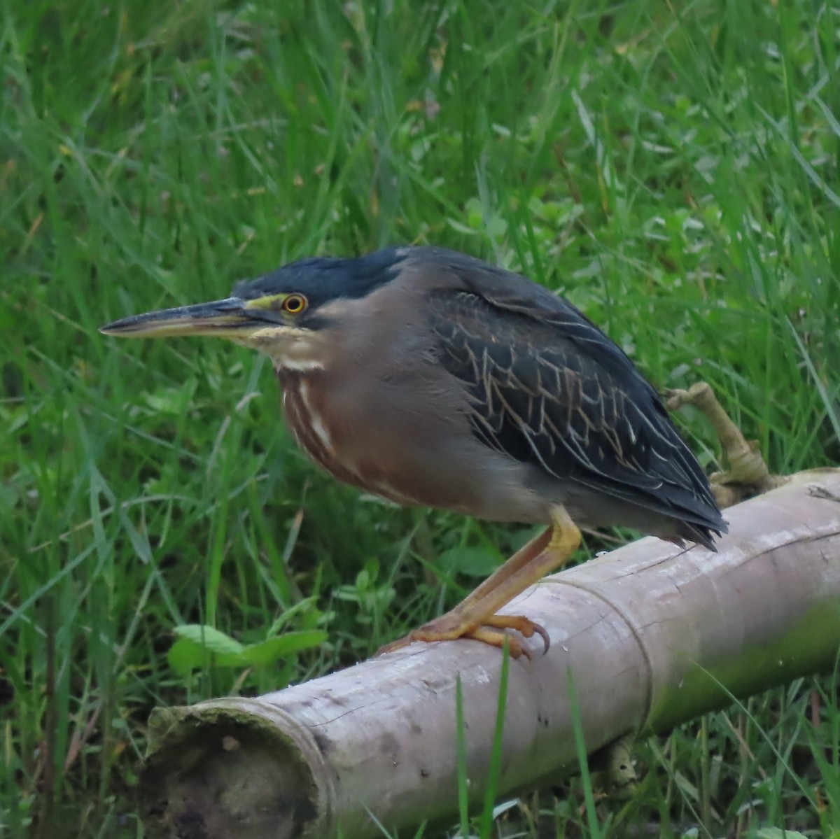 Striated Heron - ML359377181