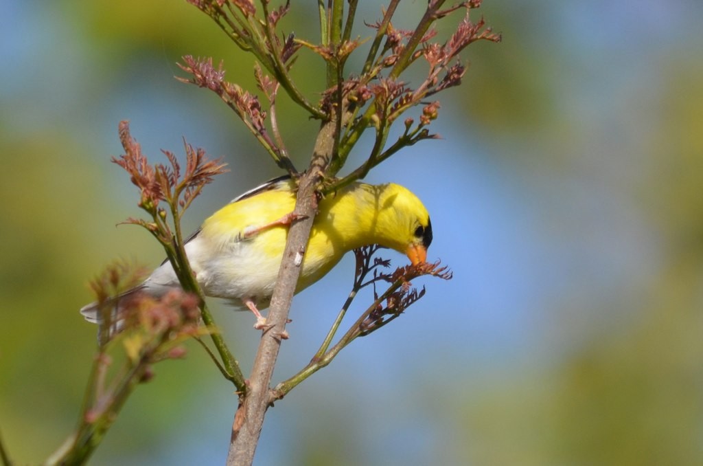 American Goldfinch - ML35937721