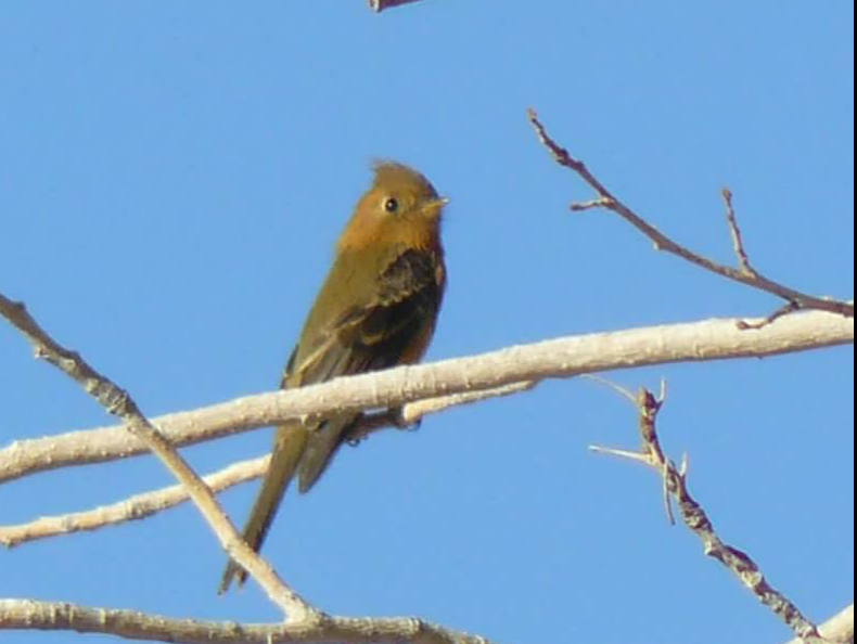 Tufted Flycatcher (Mexican) - ML35937751