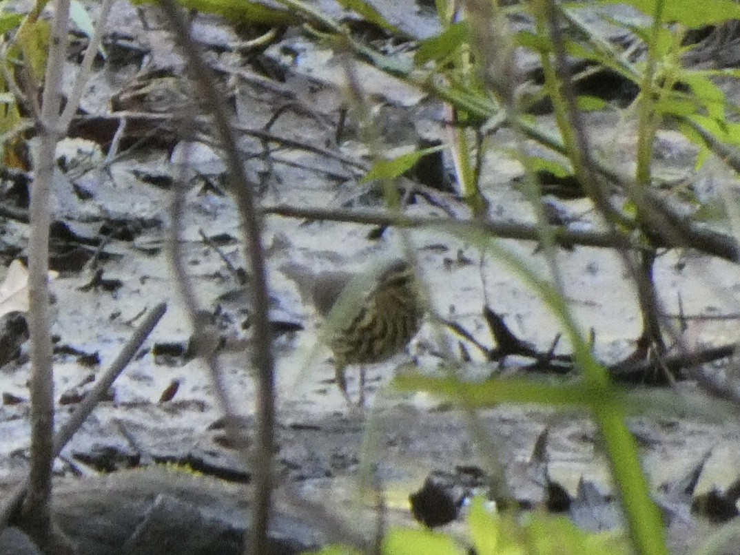 Northern Waterthrush - ML359378131