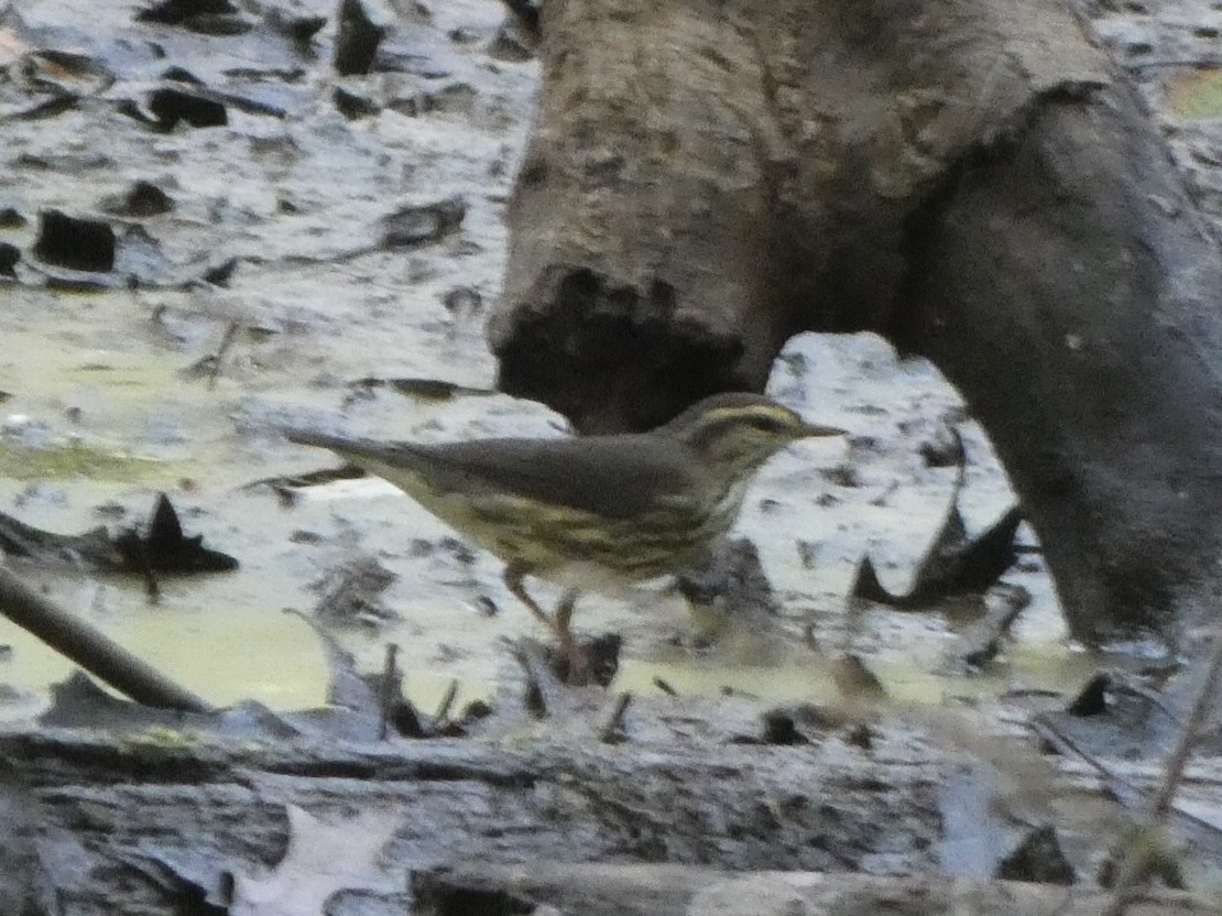 Northern Waterthrush - ML359378141