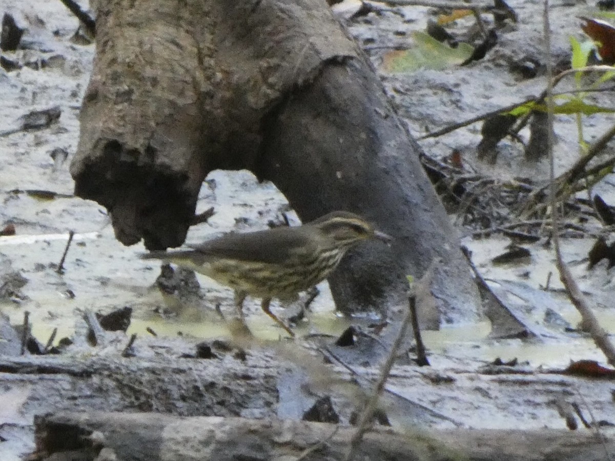 Northern Waterthrush - ML359378171