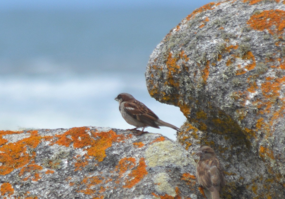 House Sparrow - ML359379551