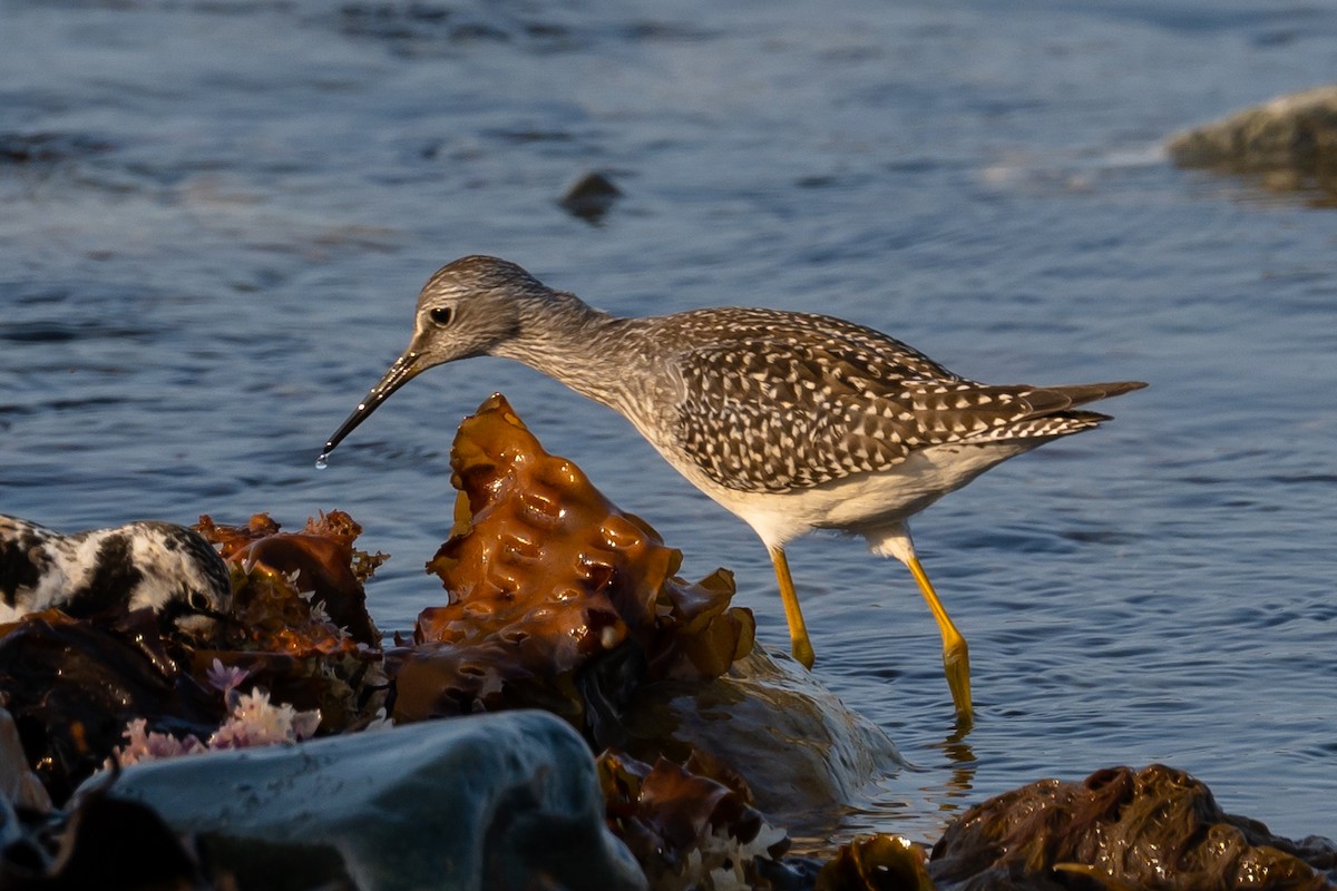 Lesser Yellowlegs - ML359380731