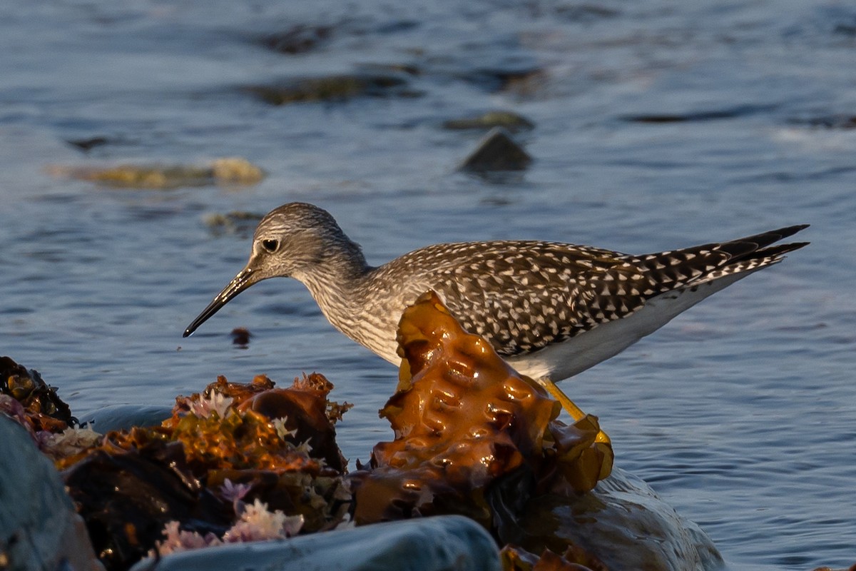 Lesser Yellowlegs - ML359380751