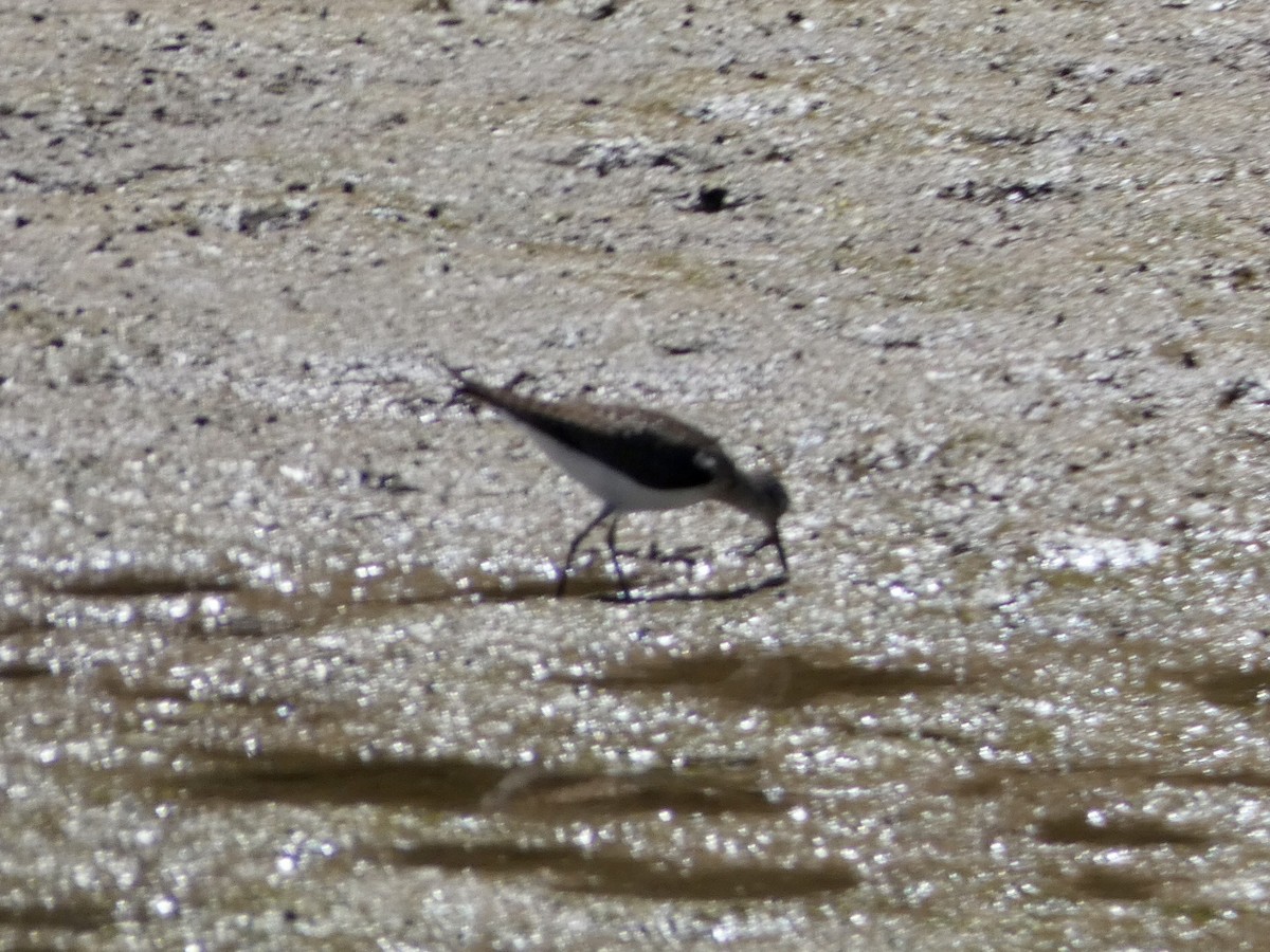 Solitary Sandpiper - ML359381871