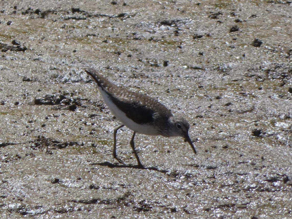 Solitary Sandpiper - ML359381931