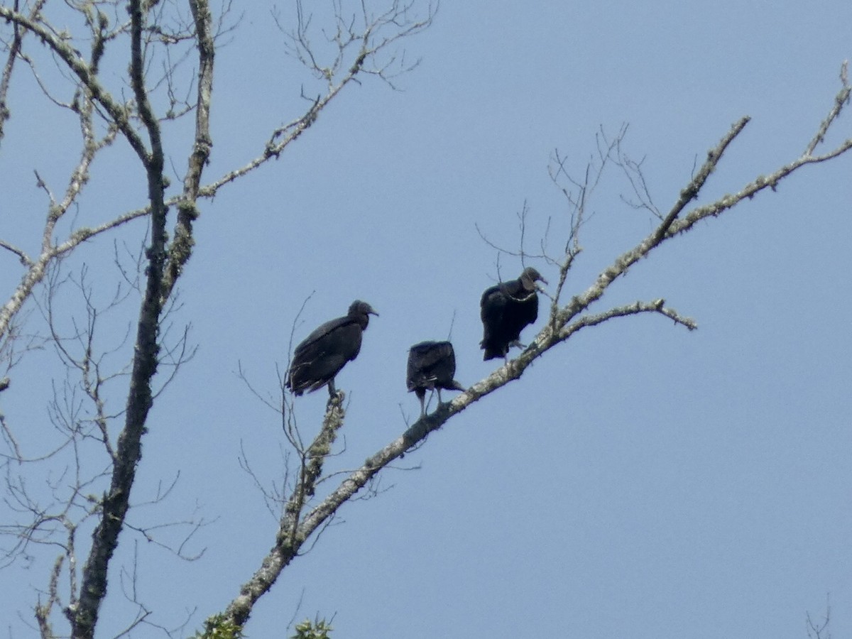 Black Vulture - ML359382031