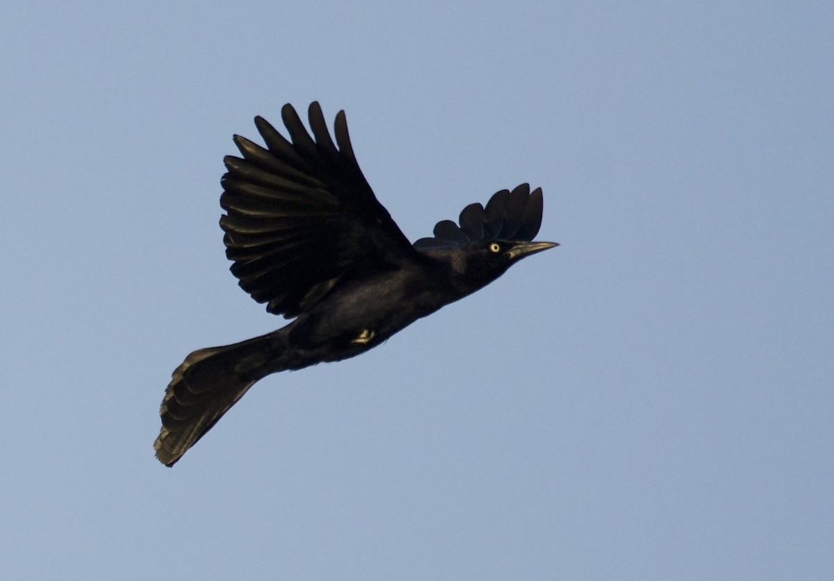 Greater Antillean Grackle - ML35938281