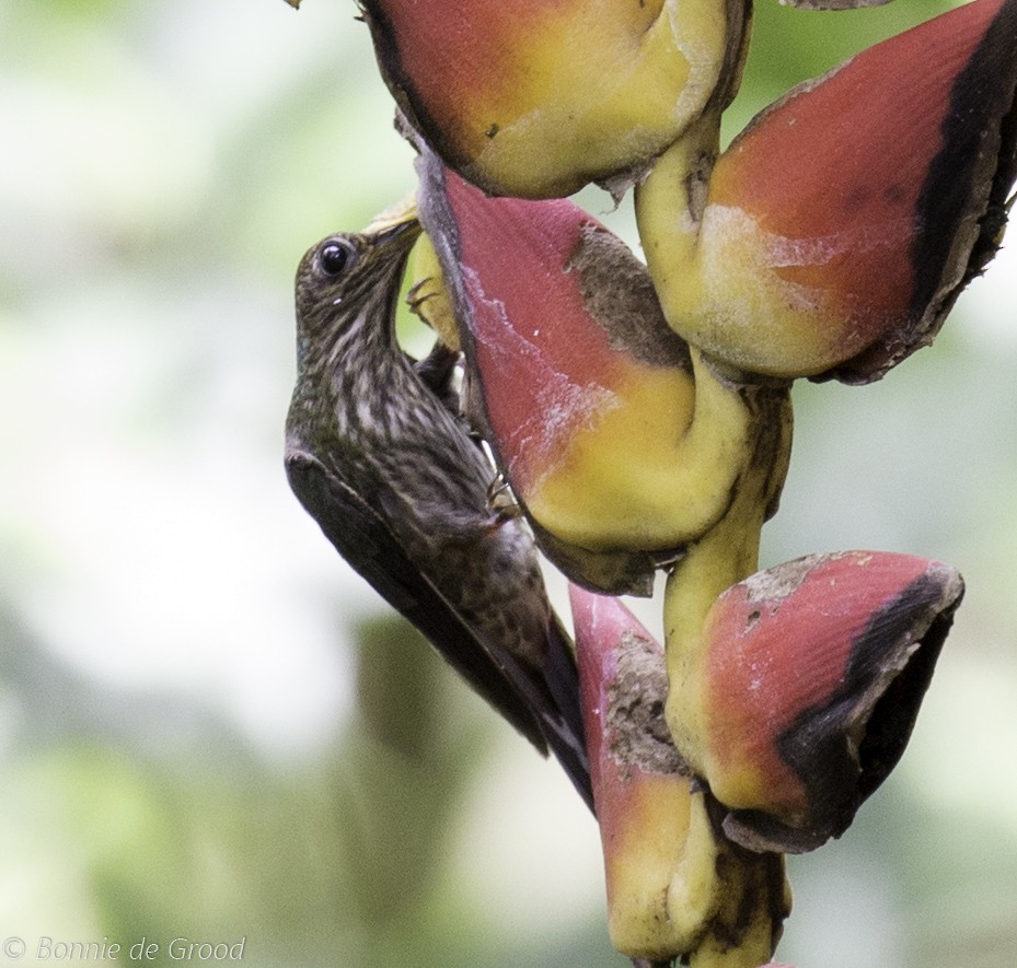 White-tipped Sicklebill - ML359383321