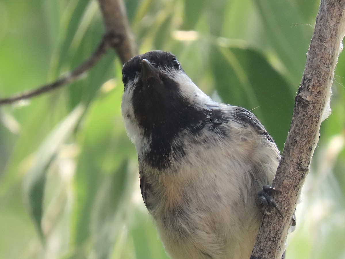 Black-capped Chickadee - ML359383801