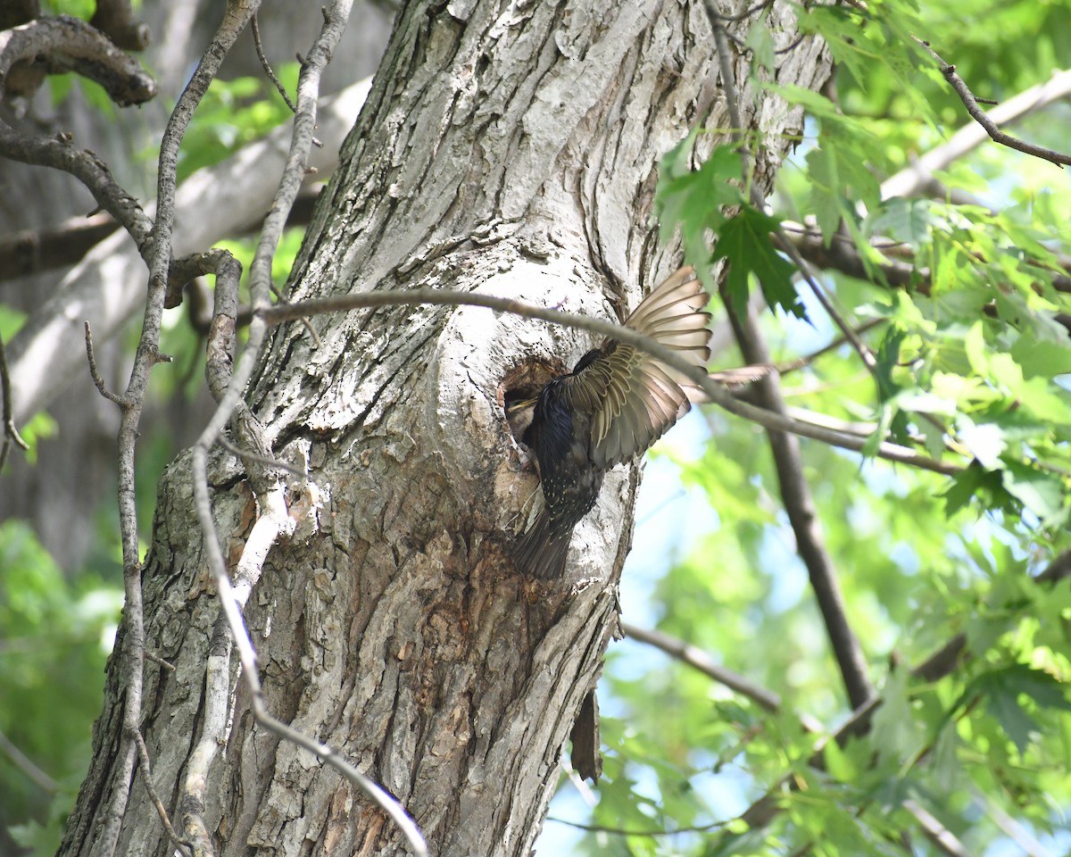 European Starling - ML359383911