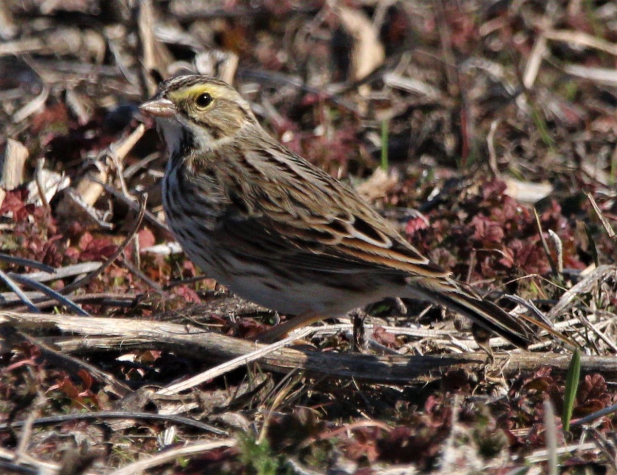 Savannah Sparrow (Savannah) - J McCrary