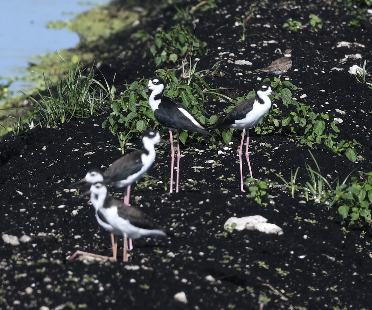 Black-necked Stilt - ML359386281