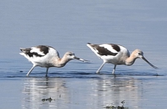 Avocette d'Amérique - ML359386451