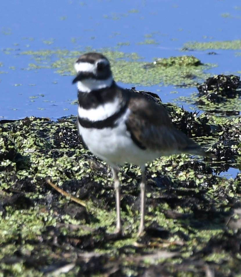 Killdeer - ML359386571