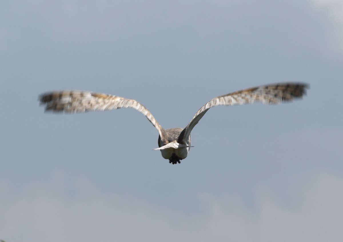 Barn Owl - ML359387481