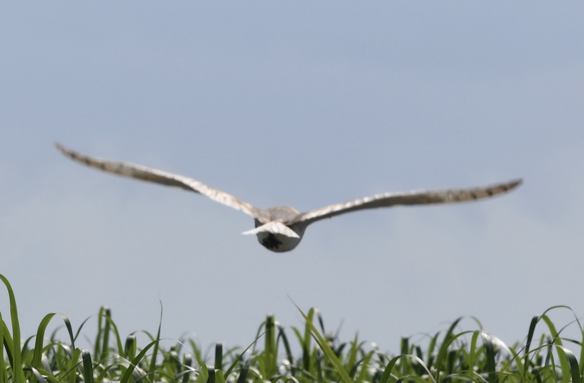 Barn Owl - ML359387531