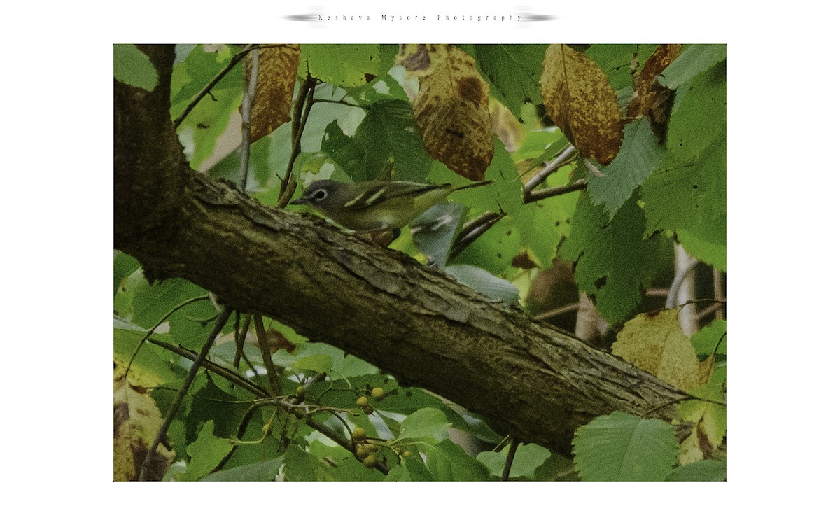 Blue-headed Vireo - ML35938801