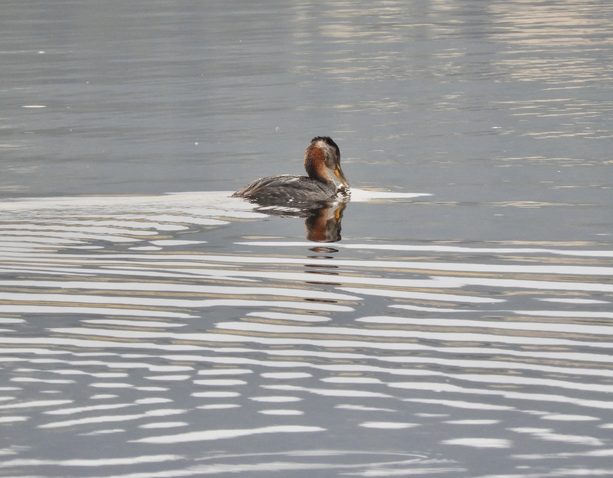 Red-necked Grebe - ML359388941