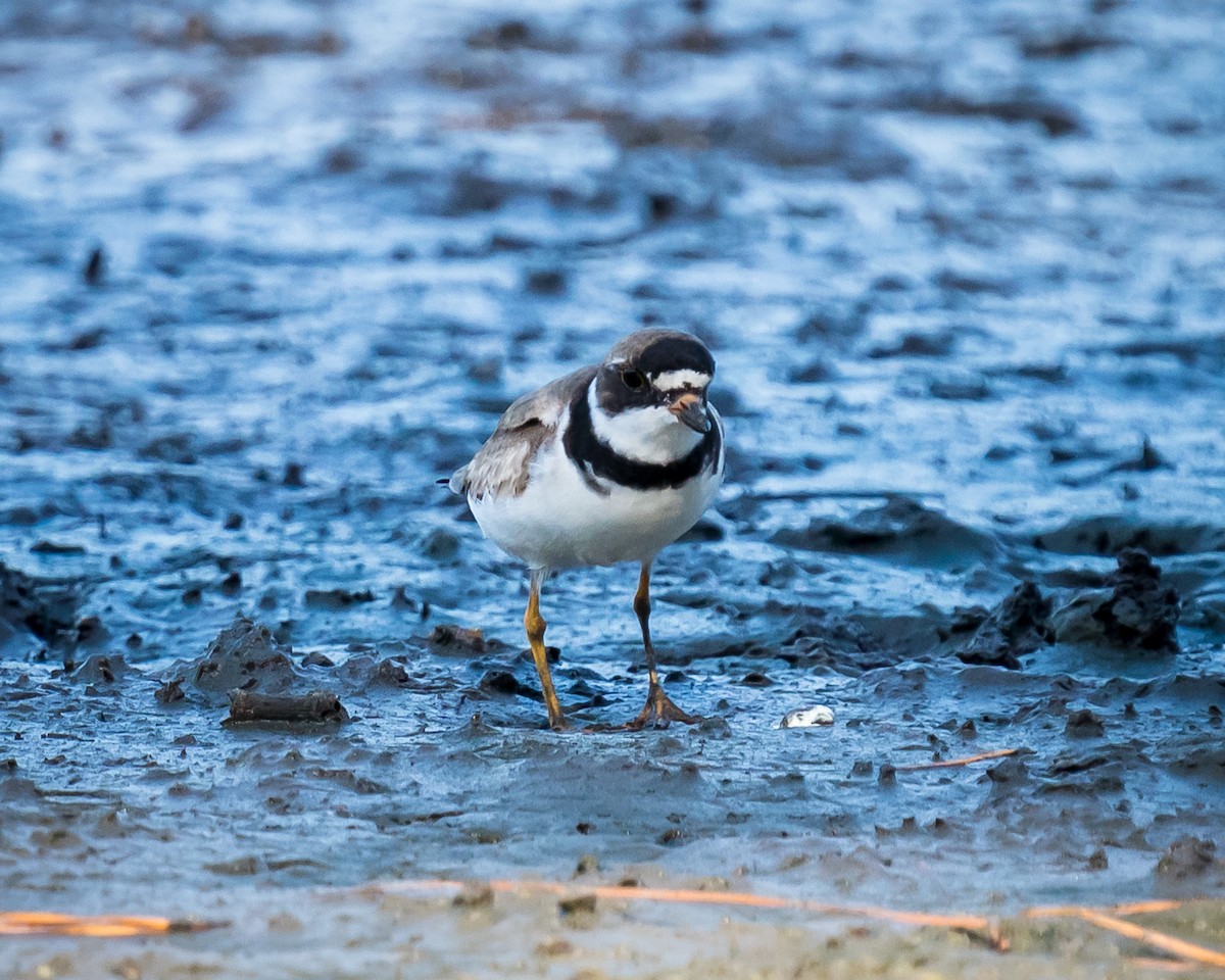 Semipalmated Plover - ML359389501