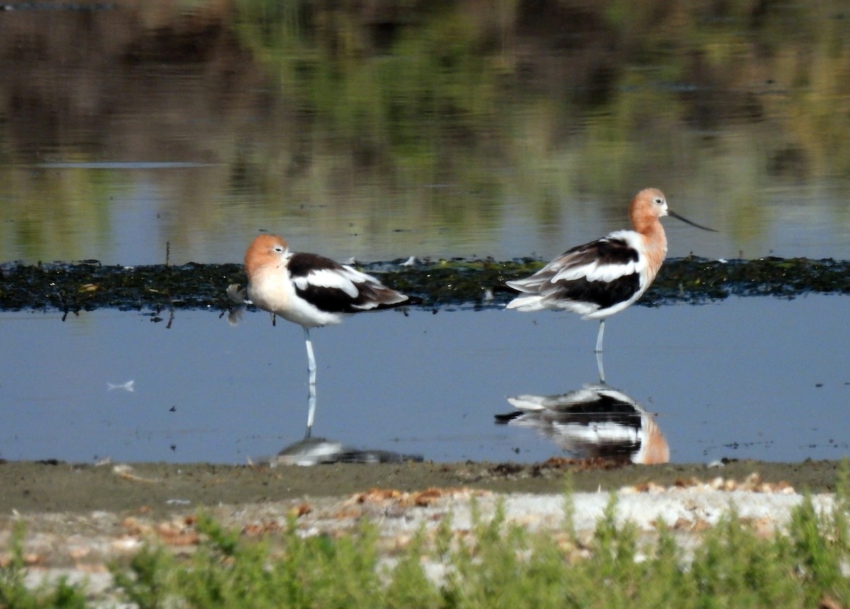 American Avocet - ML359390631