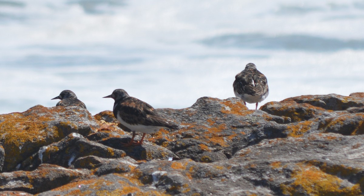 Ruddy Turnstone - ML359391361