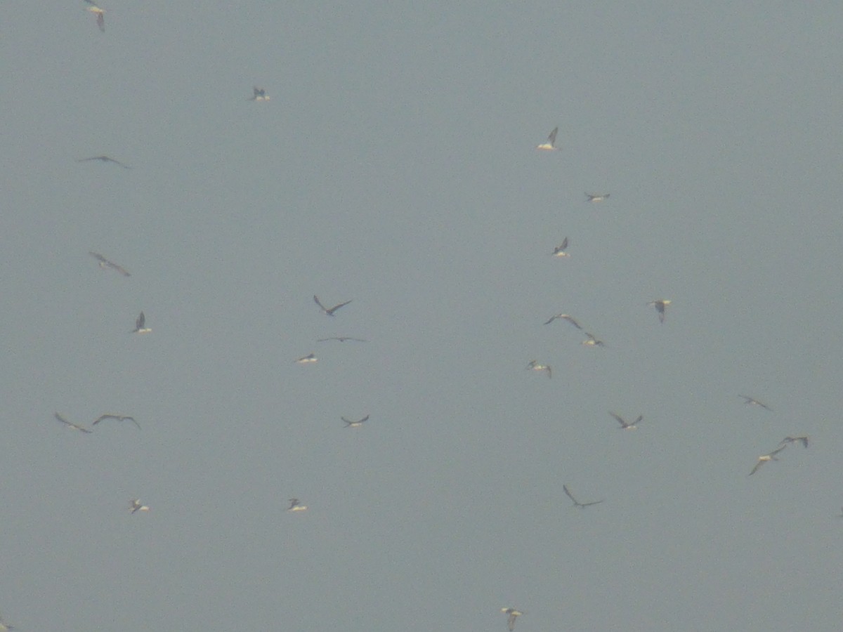 Northern Gannet - ML35939171