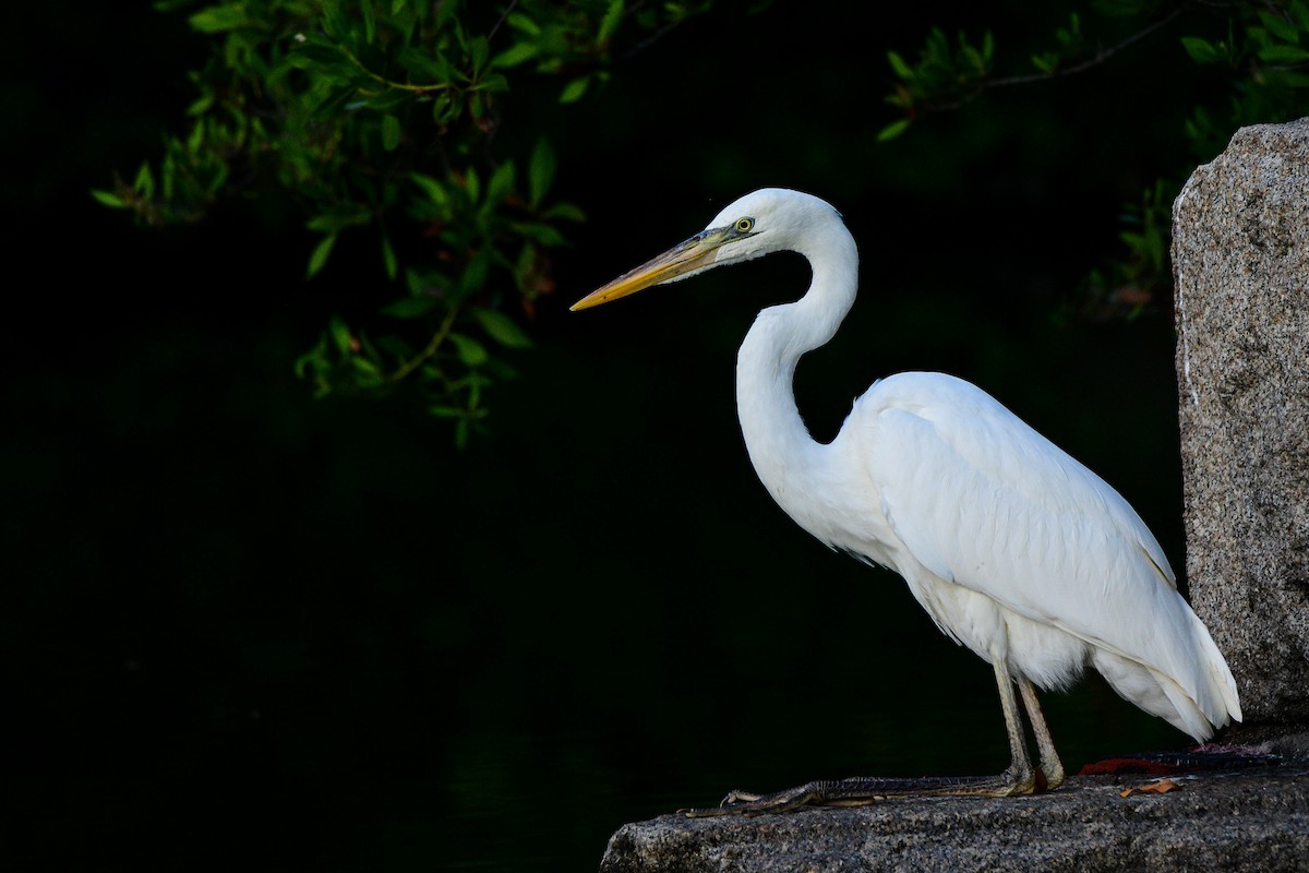 Great Blue Heron (Great White) - Kieran Barlow