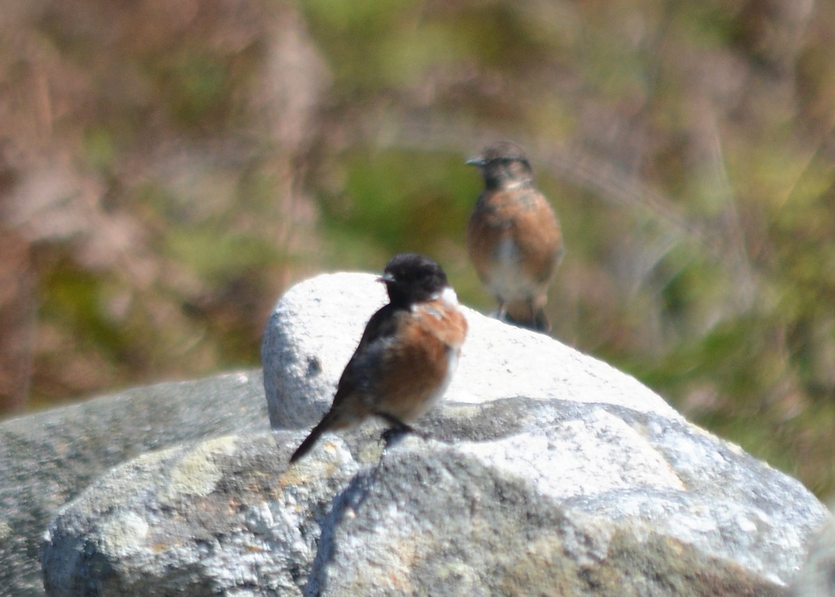 European Stonechat - Jorge Leitão