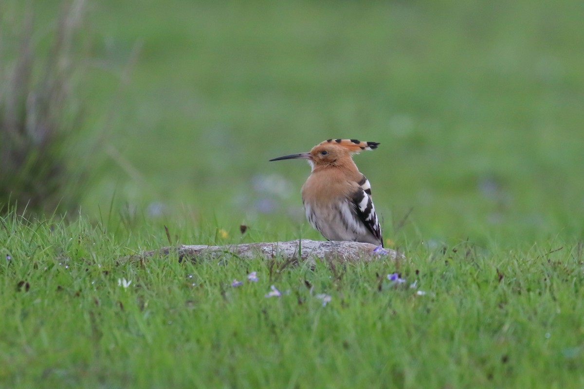 Eurasian Hoopoe - ML359393591