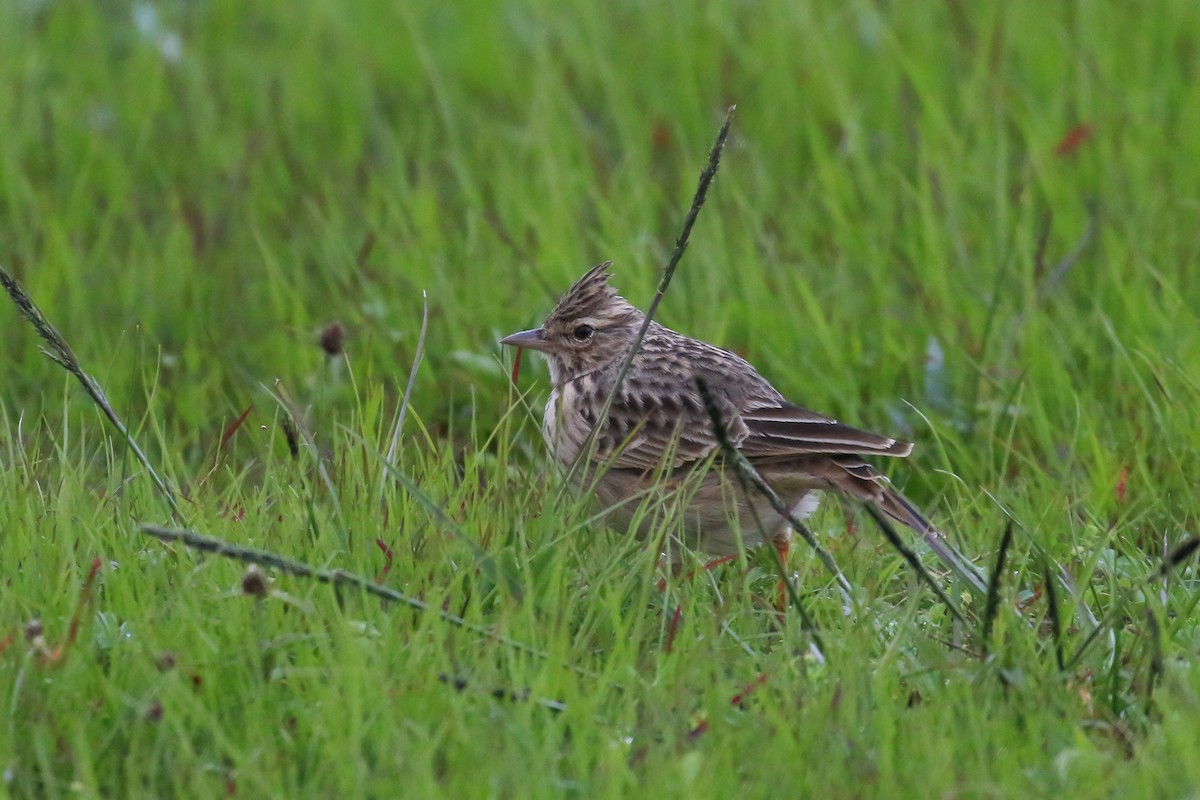 Kutturlio mokolaburra - ML359393661