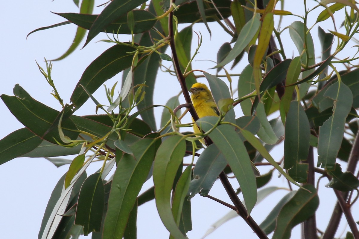 Yellow-crowned Canary - ML359393761