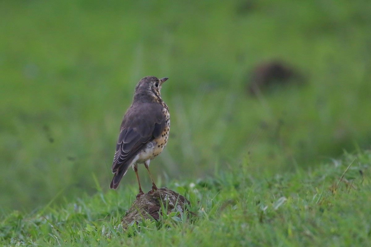 Ethiopian Thrush - ML359393771