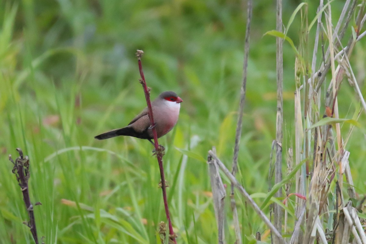 Common Waxbill - ML359393891