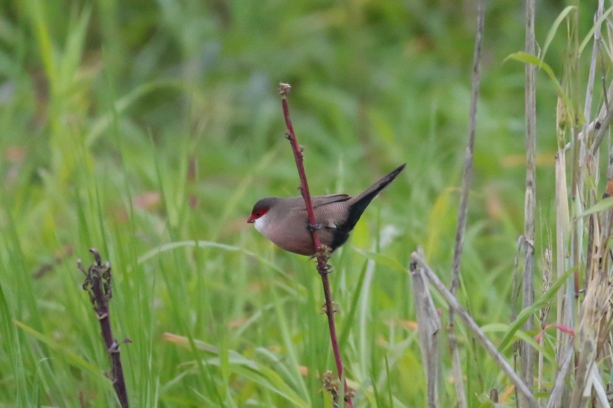 Common Waxbill - ML359393911