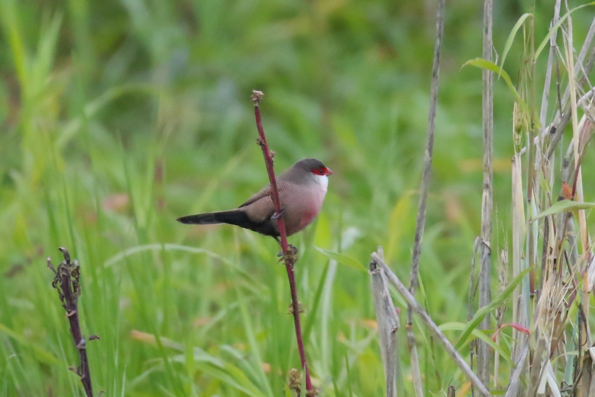 Common Waxbill - ML359393941