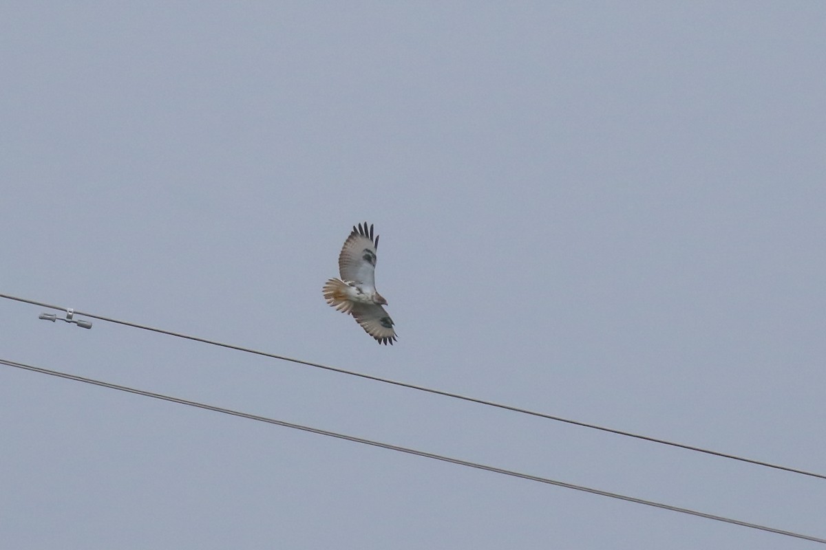 Augur Buzzard (Augur) - Fikret Ataşalan