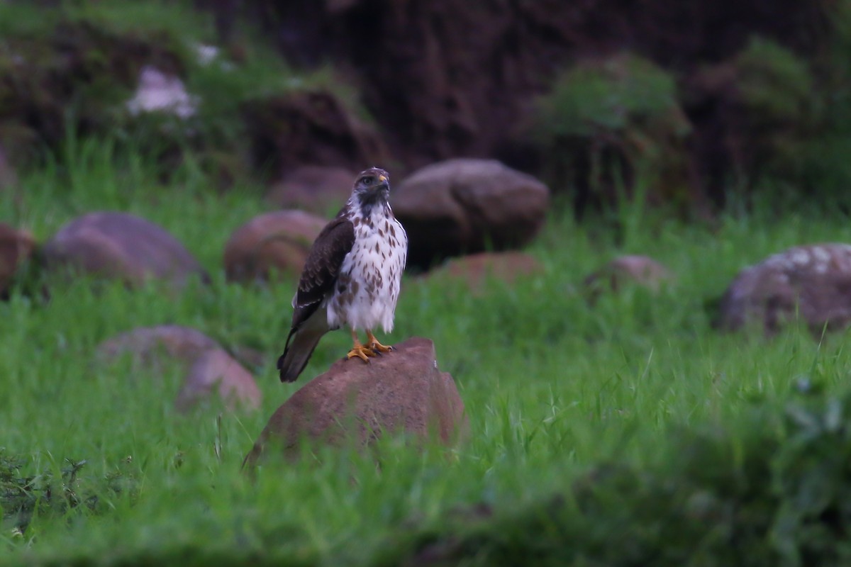 Augur Buzzard (Augur) - Fikret Ataşalan