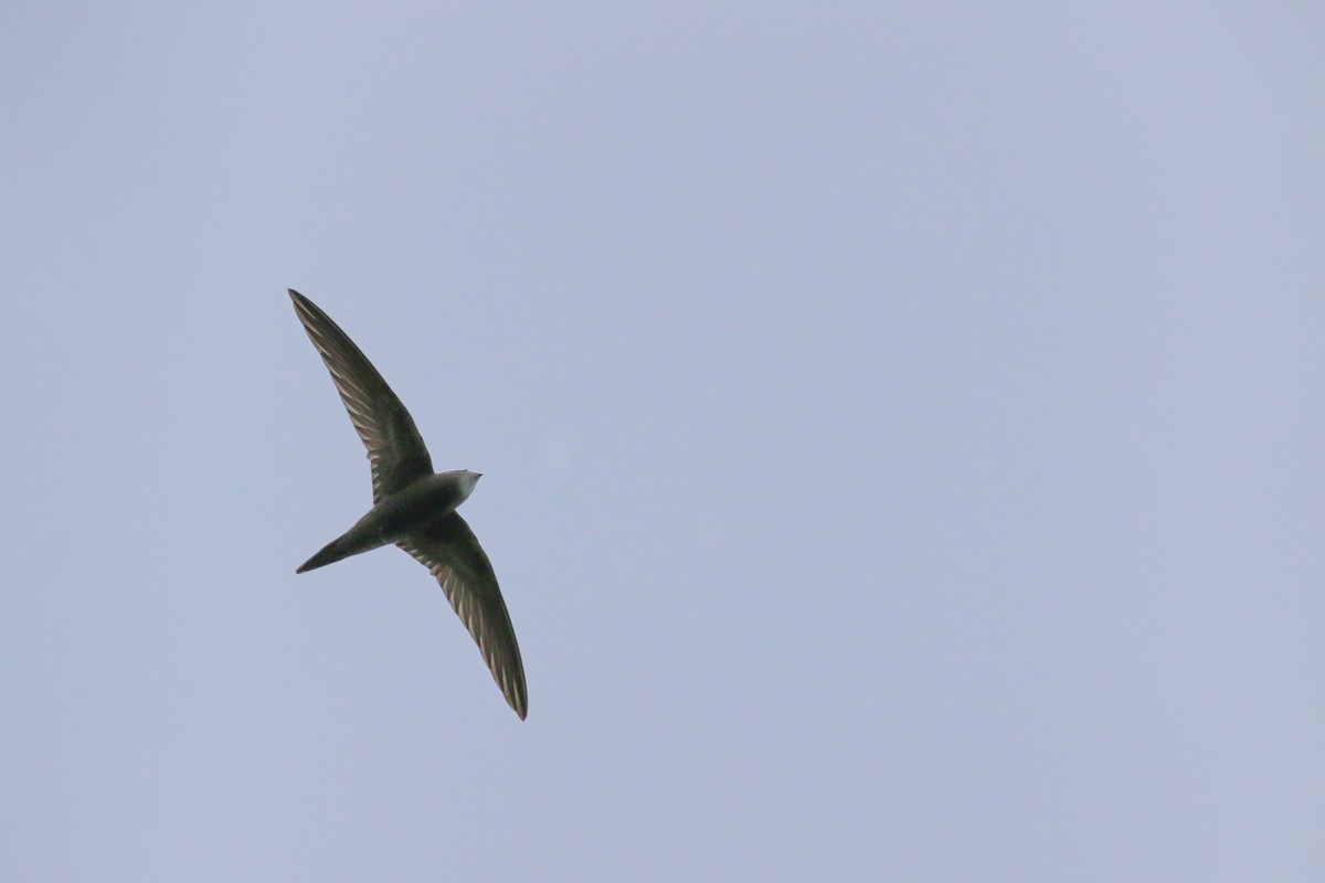 Mottled Swift - Fikret Ataşalan