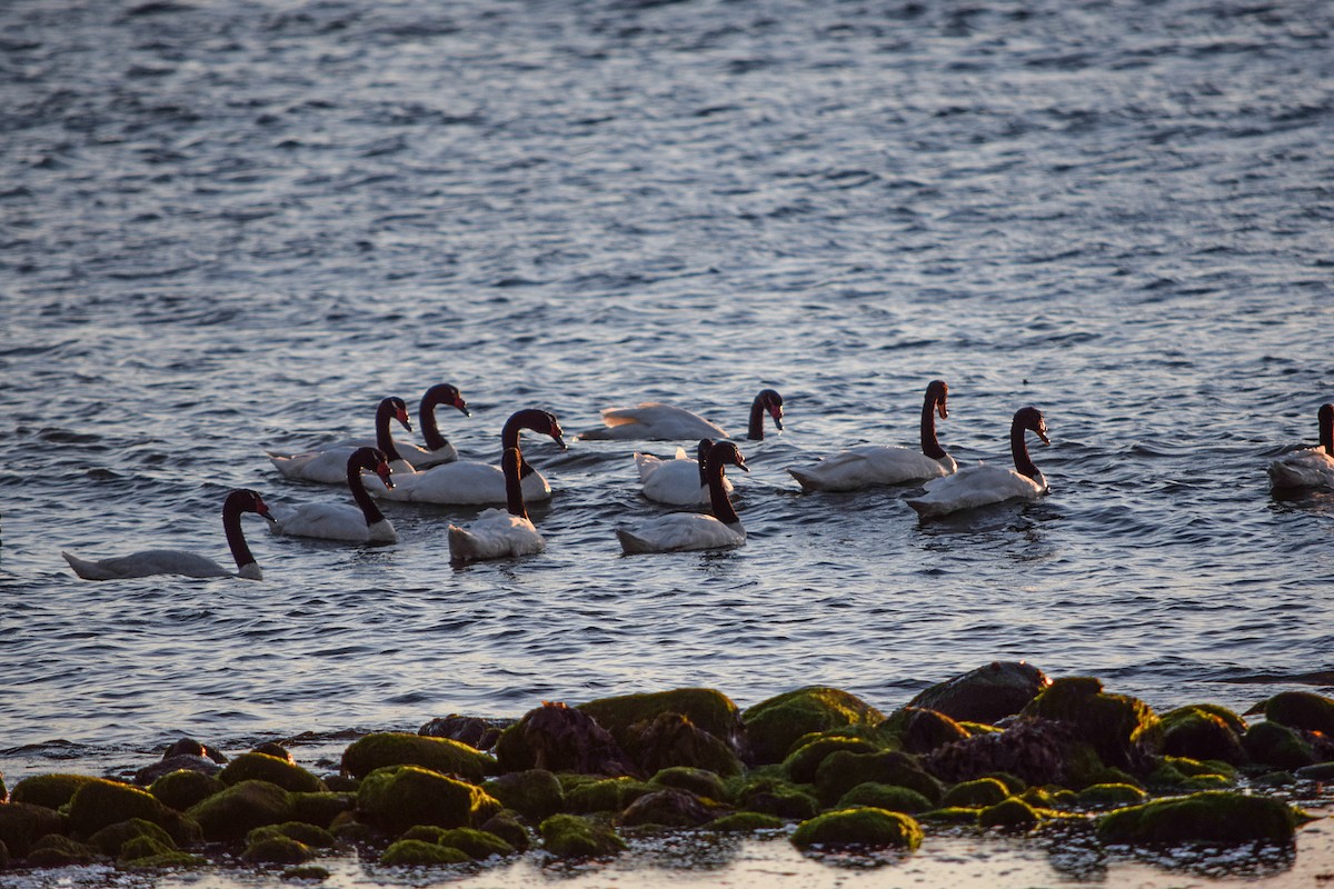 Black-necked Swan - ML359394871