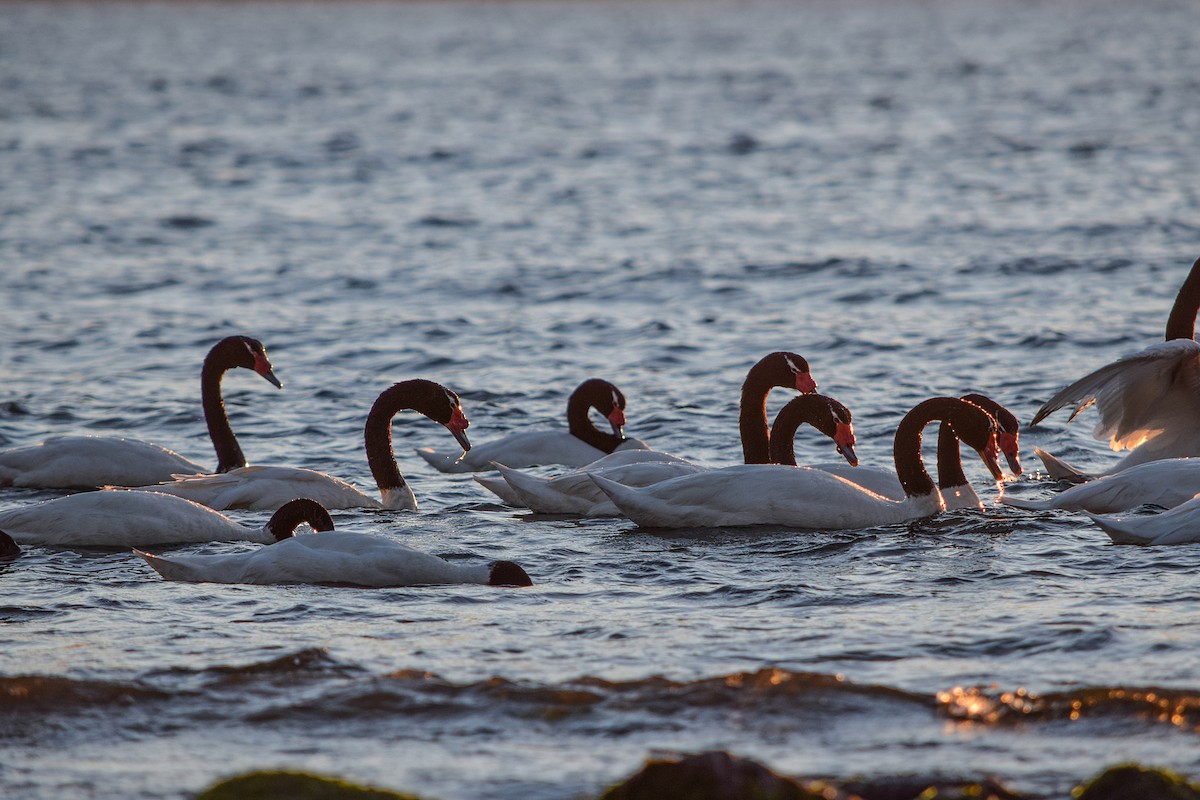 Black-necked Swan - ML359394911